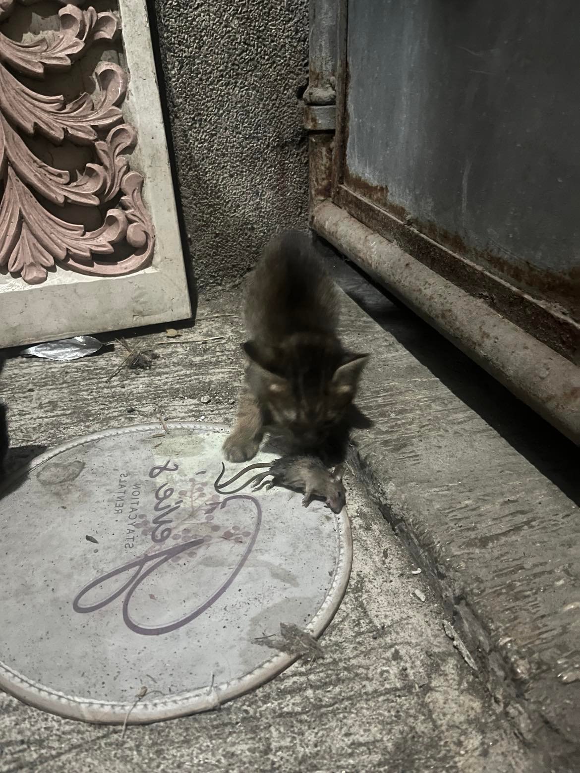 Cat Feeding Program